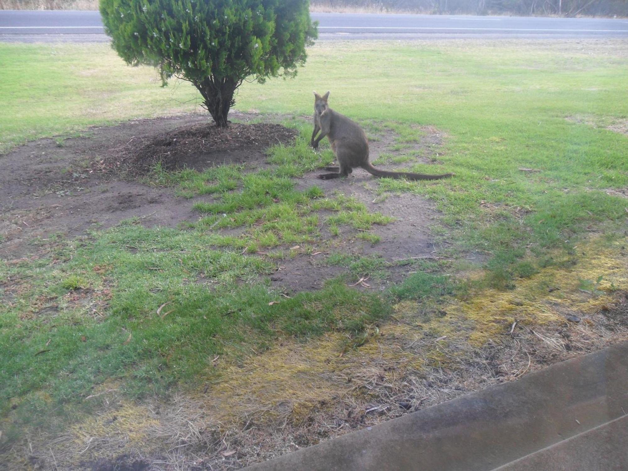 Motel Dimboola Luaran gambar